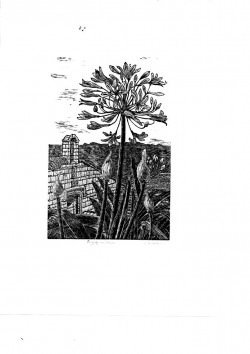 Agapanthus - wood engraving Agapanthus - wood engraving