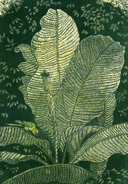 Banana - wood engraving Banana - wood engraving