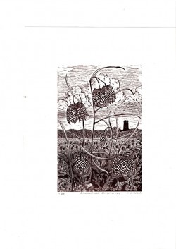 Fritillaries - engraving Fritillaries - engraving