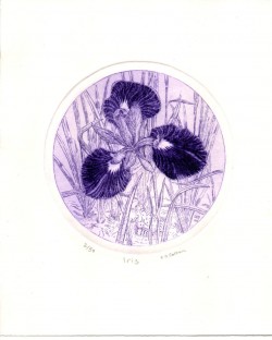 Iris - engraving Iris - engraving