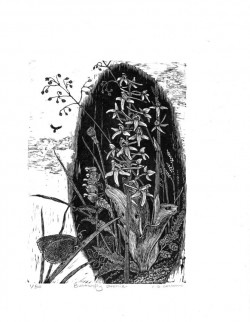 Orchid - engraving Orchid - engraving