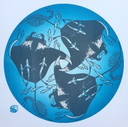 Manta Rays Manta Rays