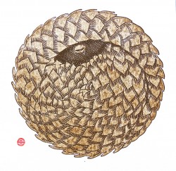 Pangolin II Pangolin II